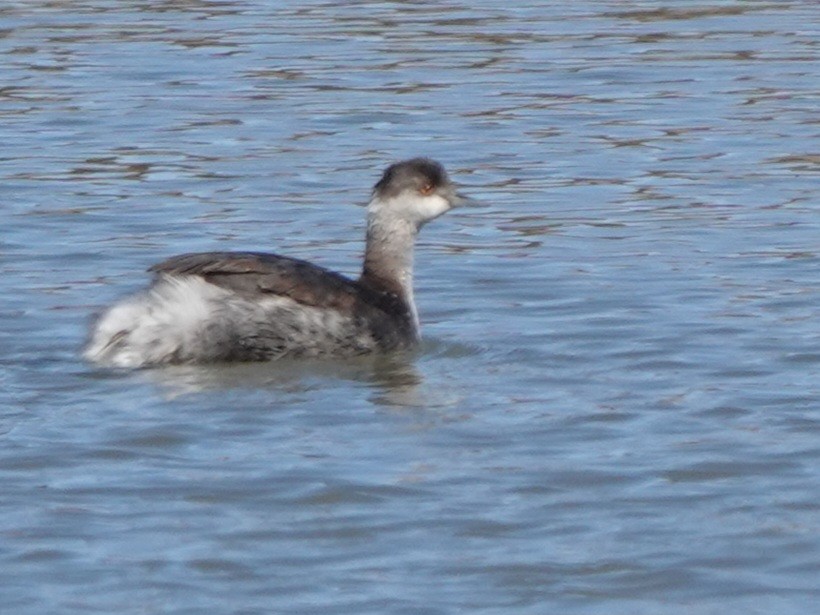 黑頸鸊鷉 - ML645036246
