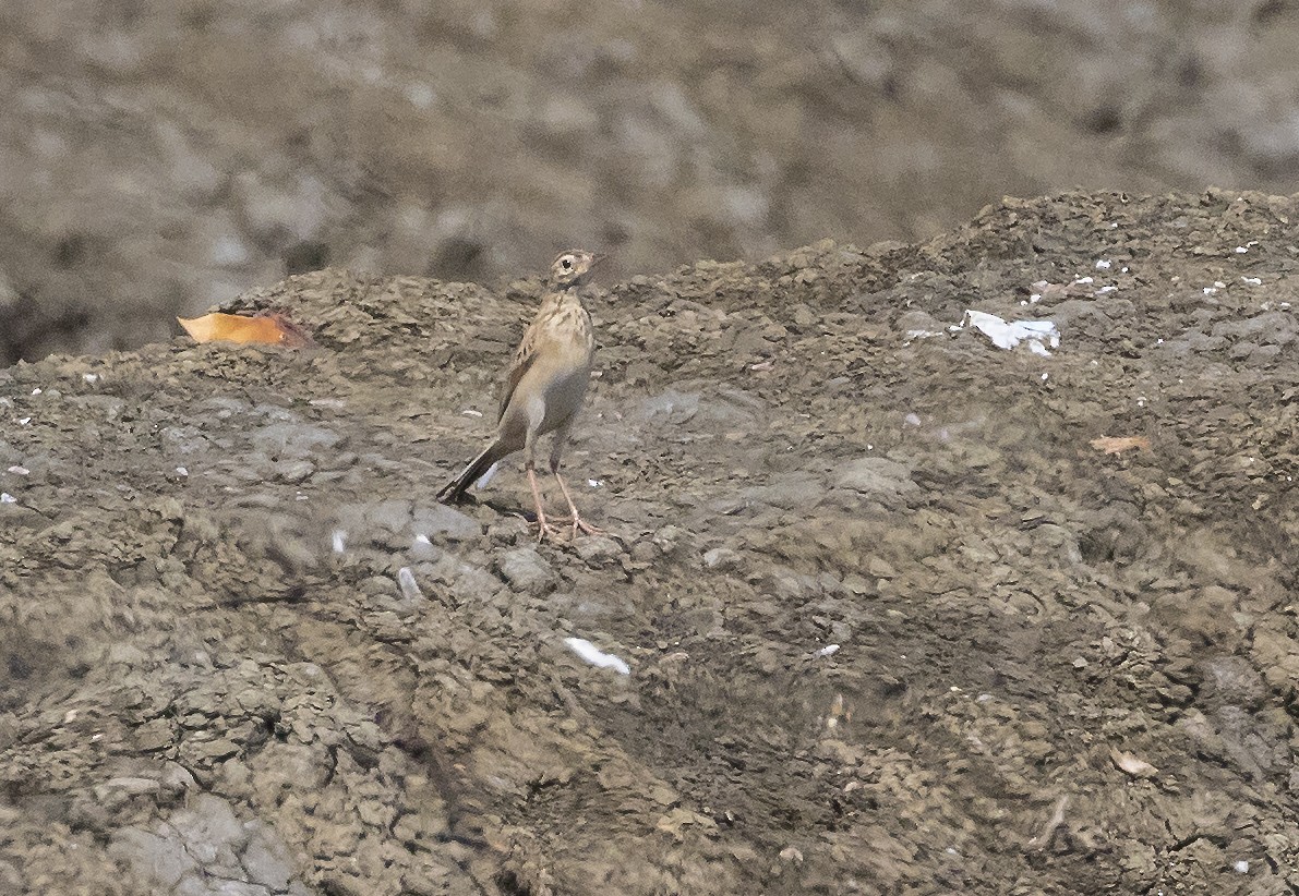 Bisbita de Richard - ML645036247