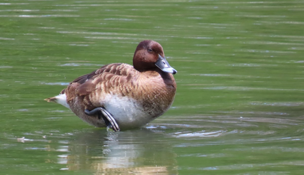 Hardhead - ML645036253