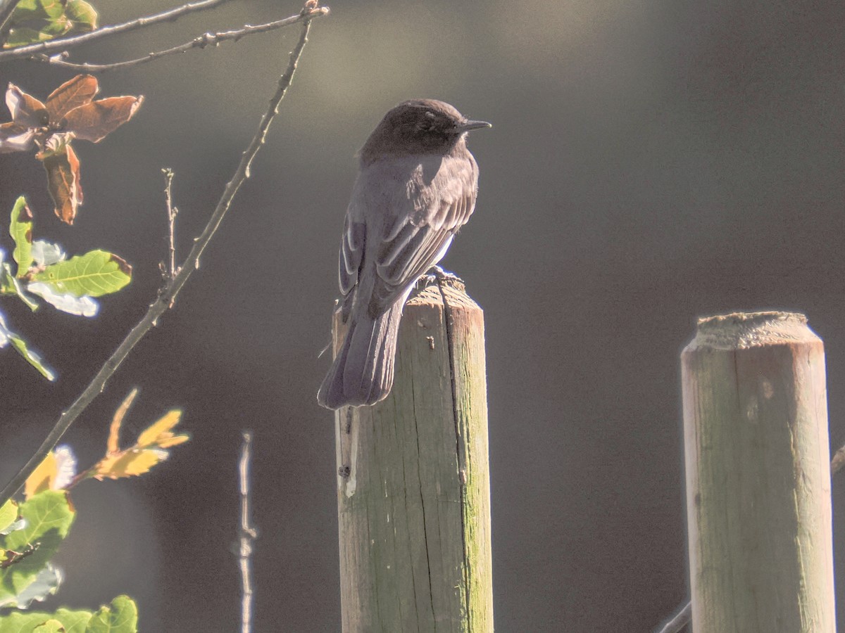 Black Phoebe - ML645036254