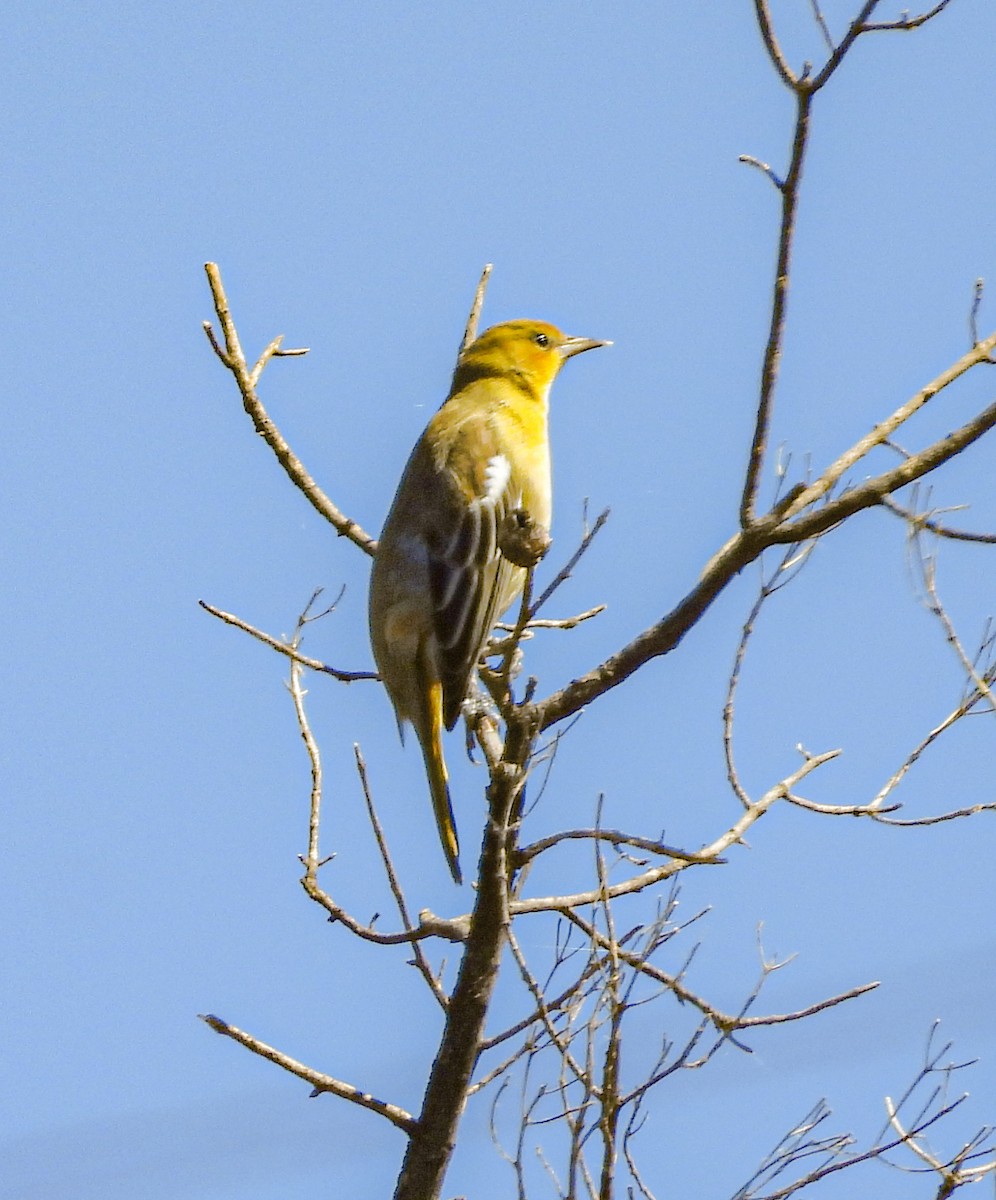 Bullock's Oriole - ML645036264