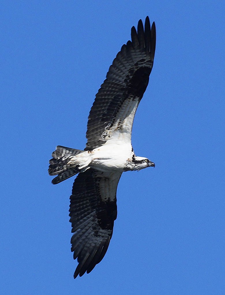 Osprey - ML645036269