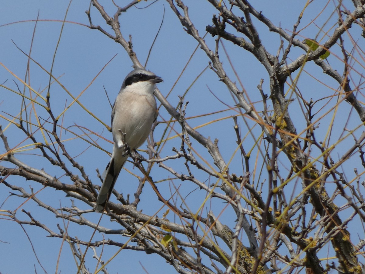Loggerhead Shrike - ML645036273
