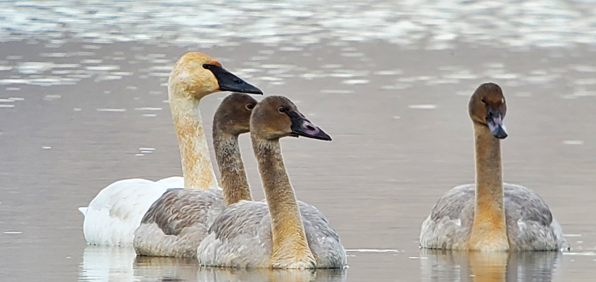 Trumpeter Swan - ML645036284