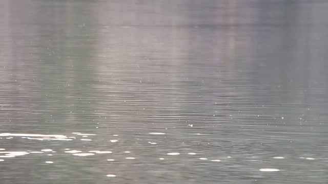 Trumpeter Swan - ML645036286