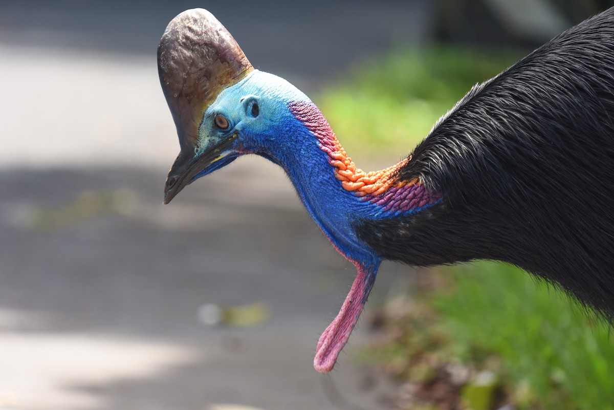 Güneyli Kasuari - ML645036291