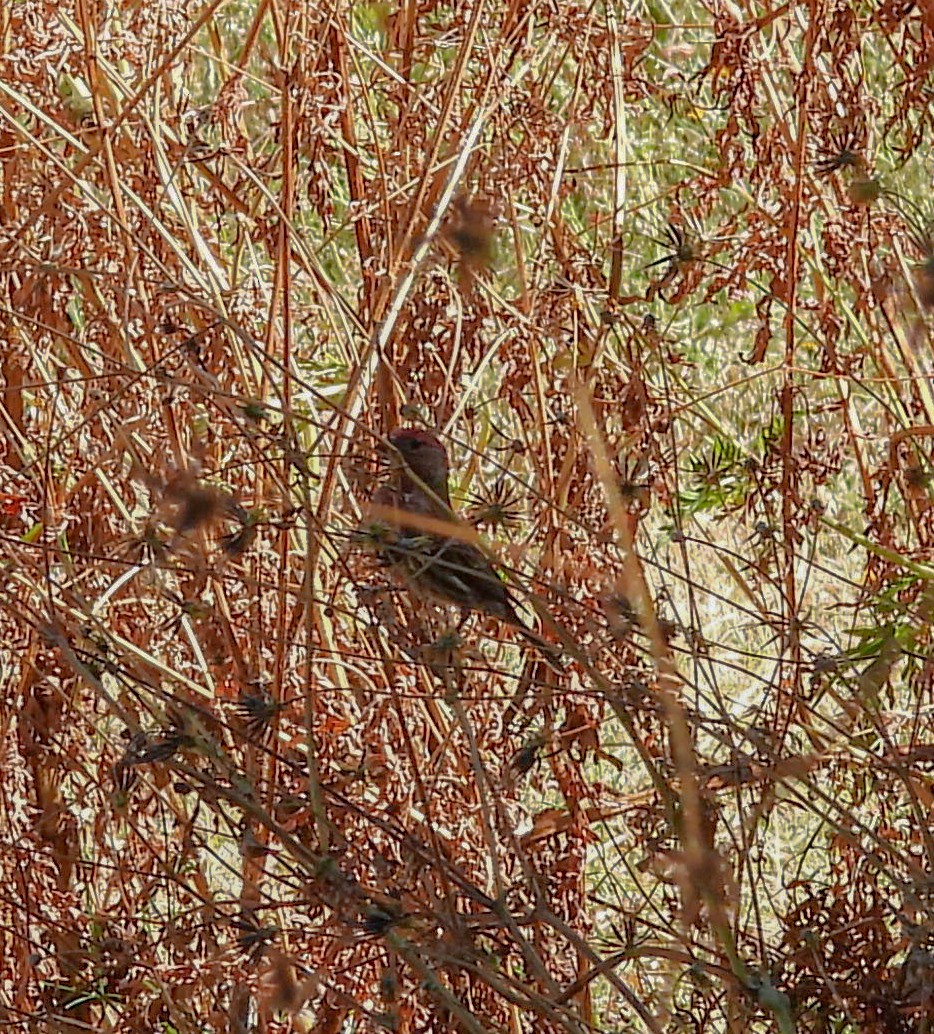 Lesser Goldfinch - ML645036295