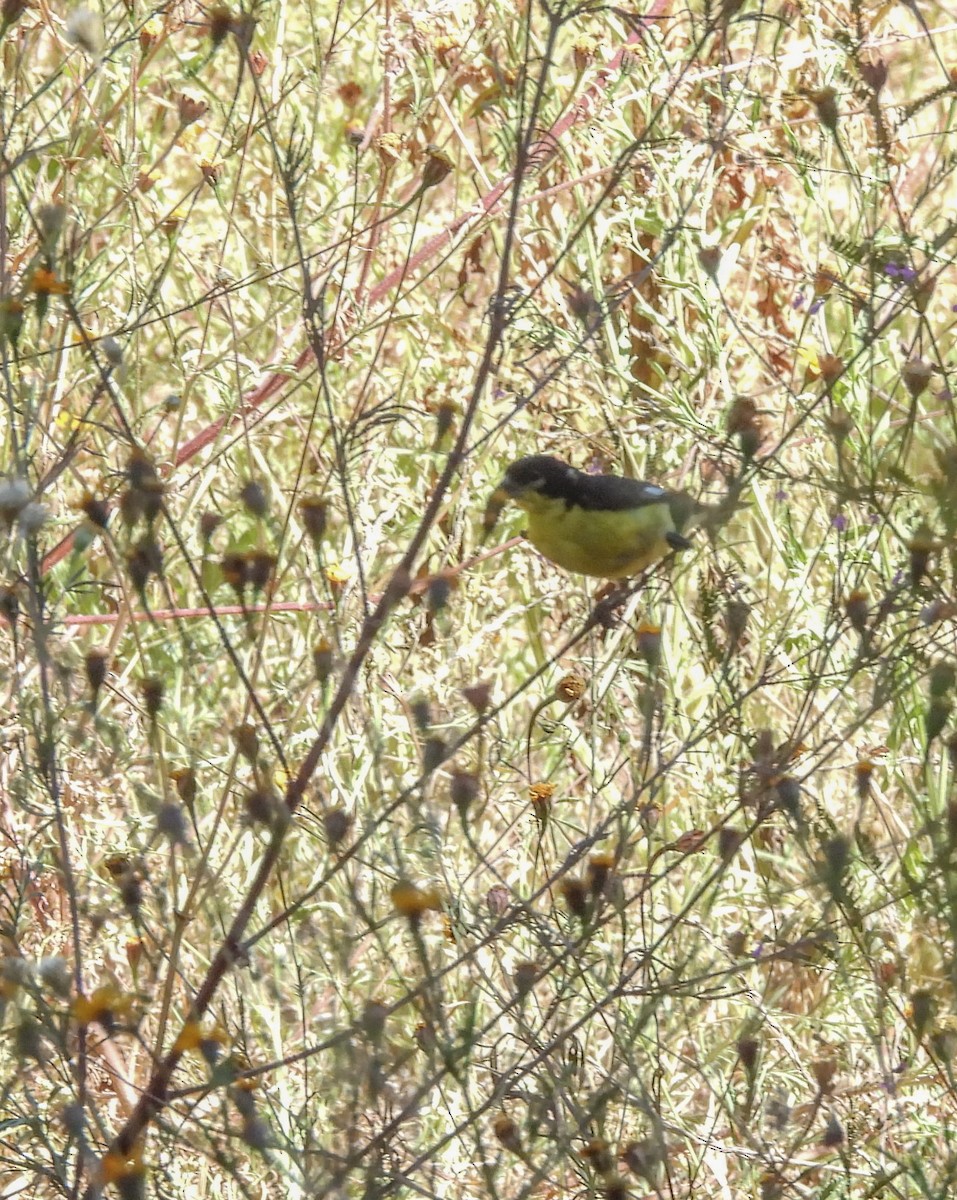 Lesser Goldfinch - ML645036296