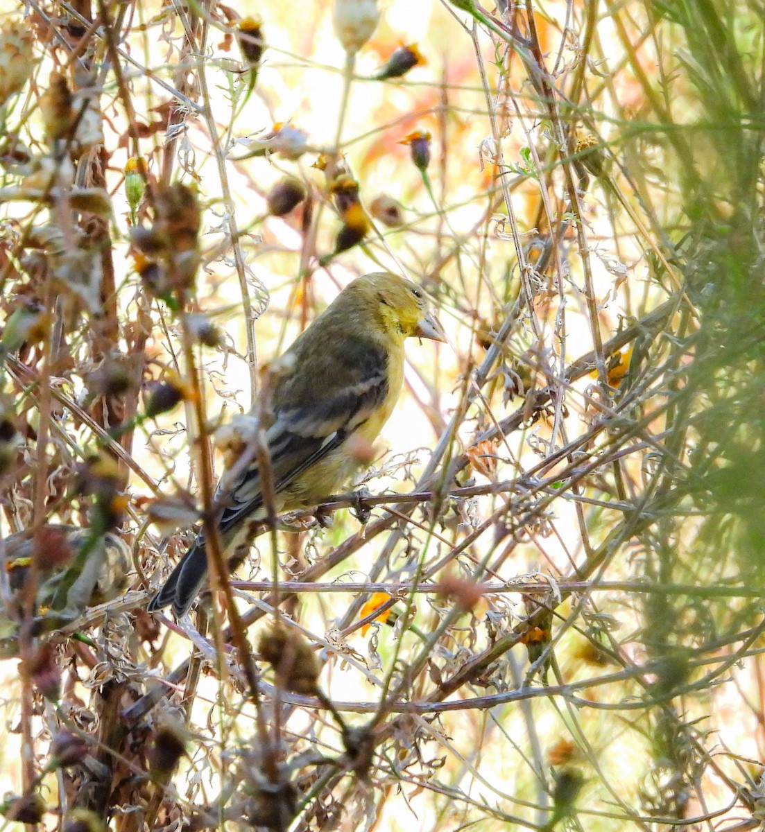 Lesser Goldfinch - ML645036297