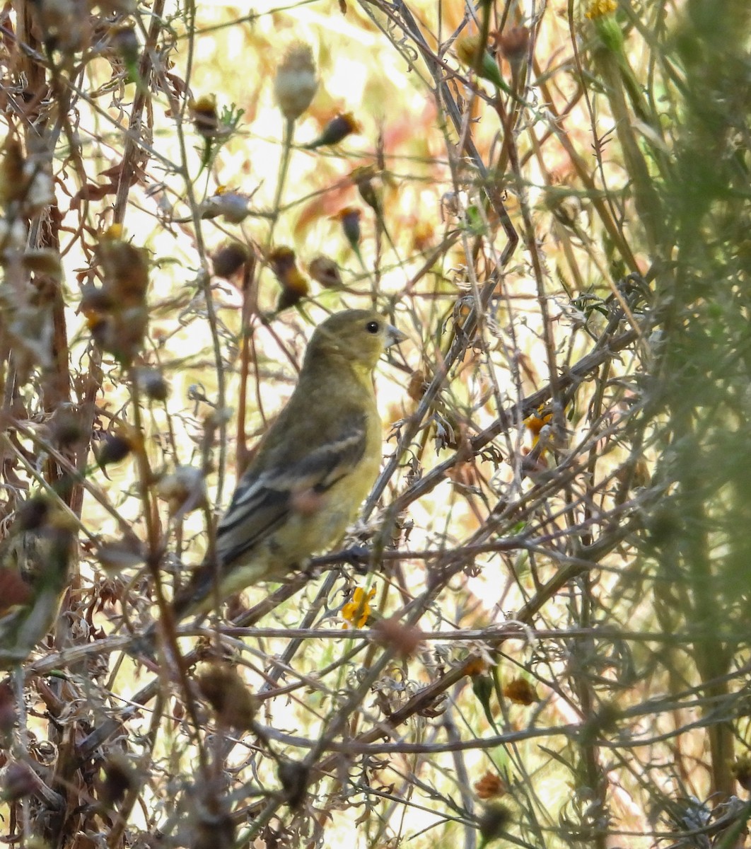 Lesser Goldfinch - ML645036298