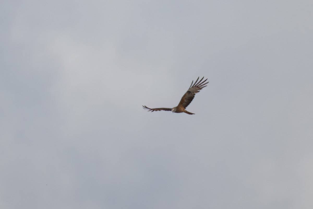 Square-tailed Kite - ML645036308