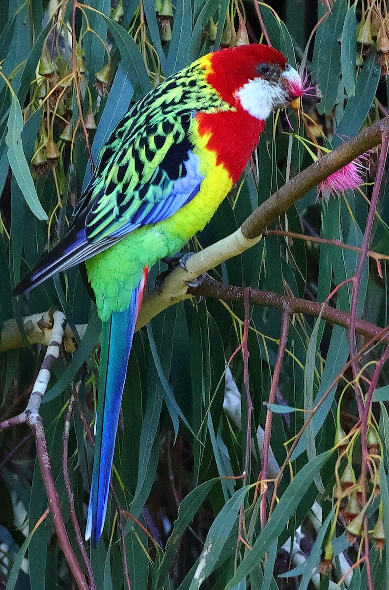 Eastern Rosella - ML645036319