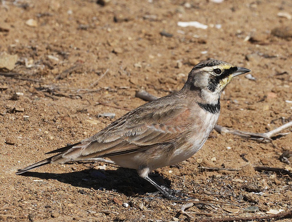 Horned Lark - ML645036321