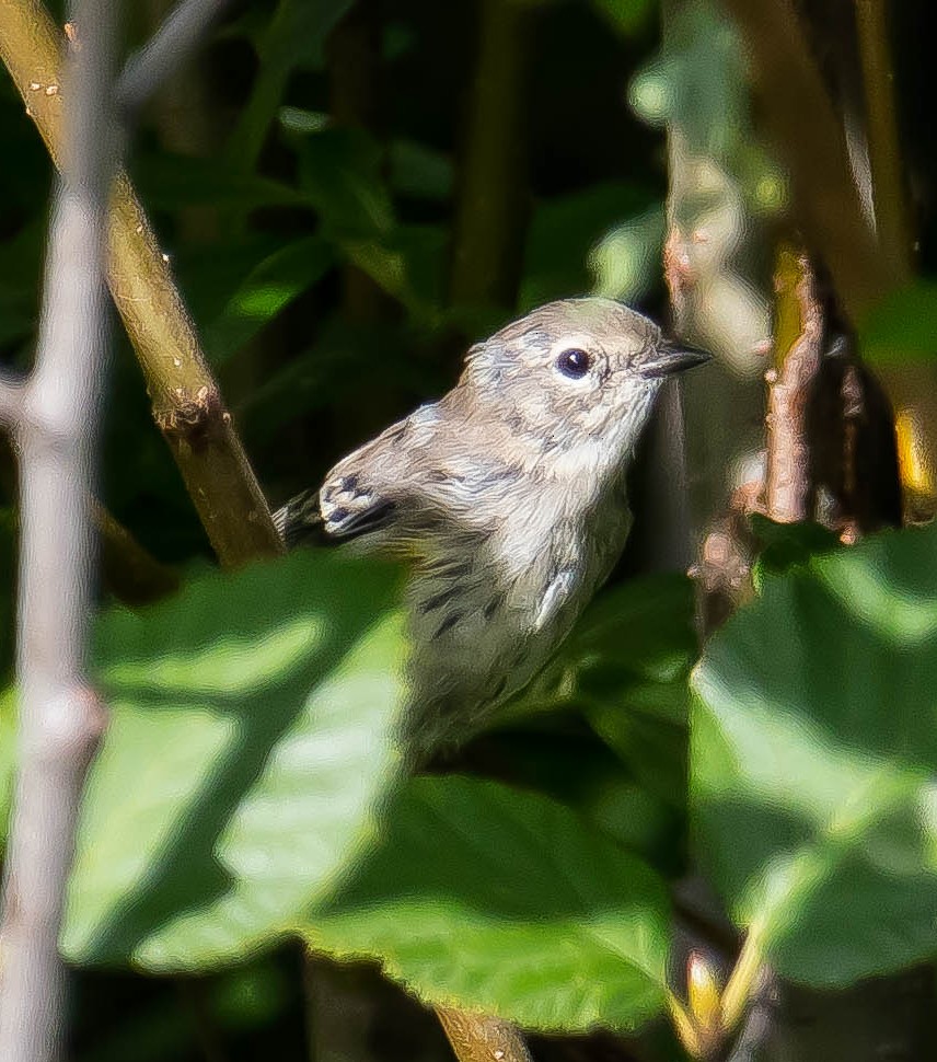 Yellow-rumped Warbler - ML645036323