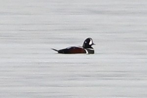 Harlequin Duck - ML645036336