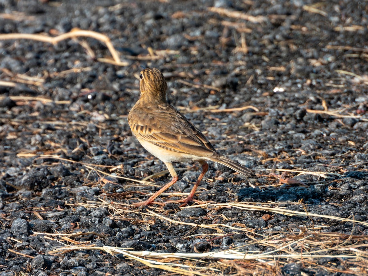 Bisbita de Richard - ML645036340