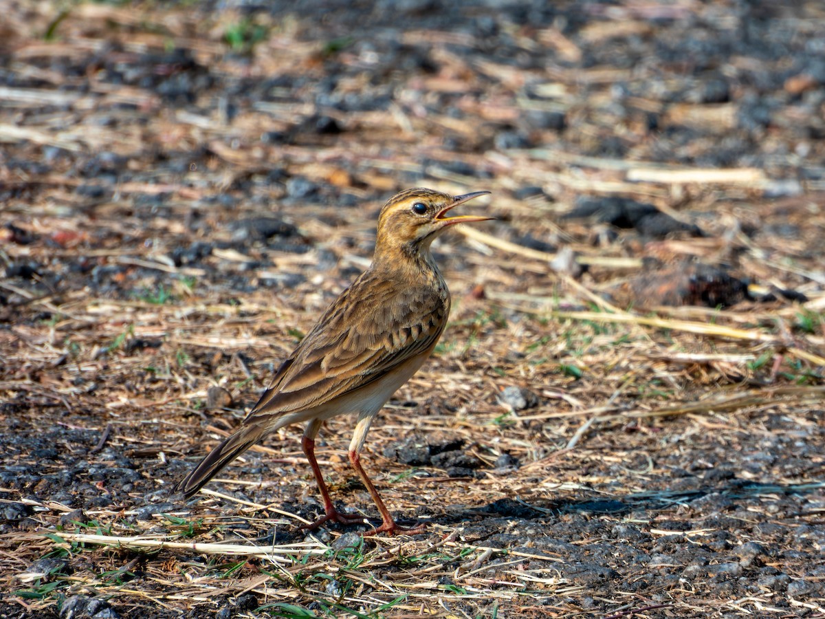 Bisbita de Richard - ML645036341