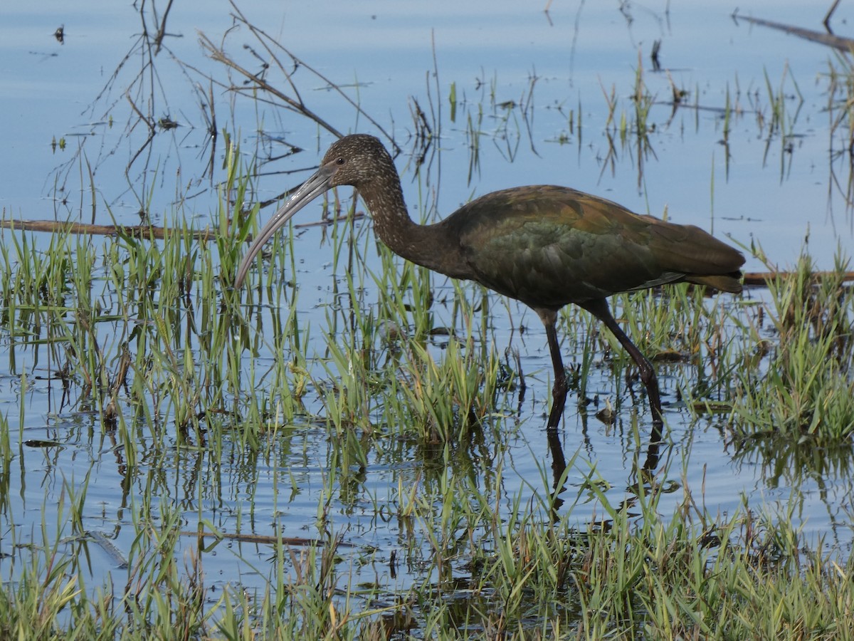 White-faced Ibis - ML645036347