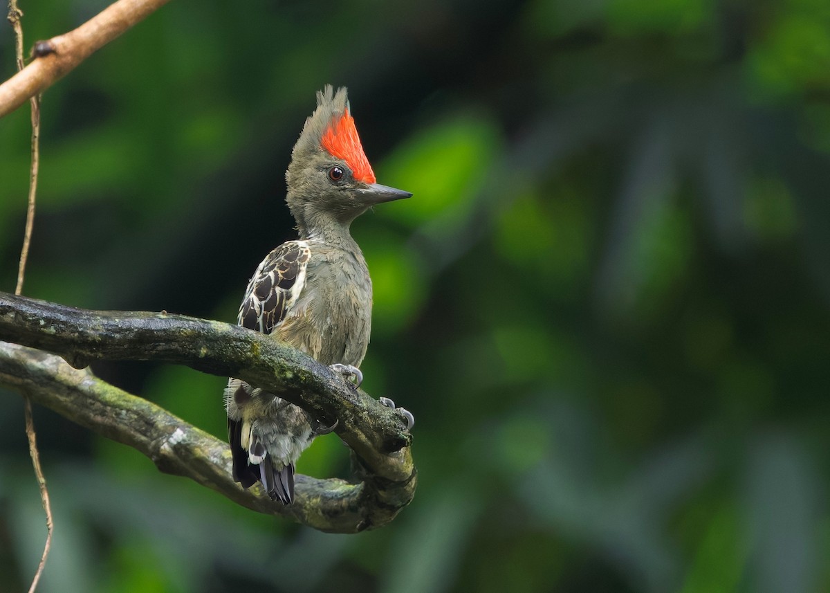 rødtopphjertespett - ML645036351