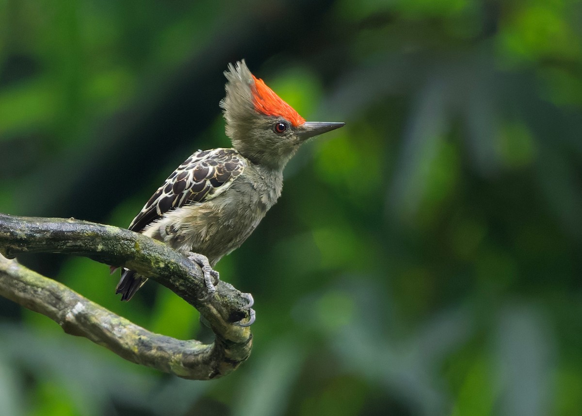 rødtopphjertespett - ML645036352