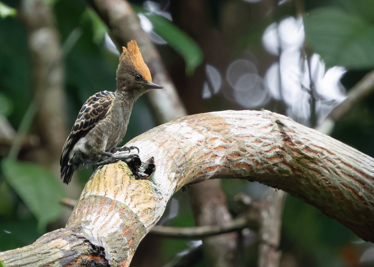 rødtopphjertespett - ML645036353