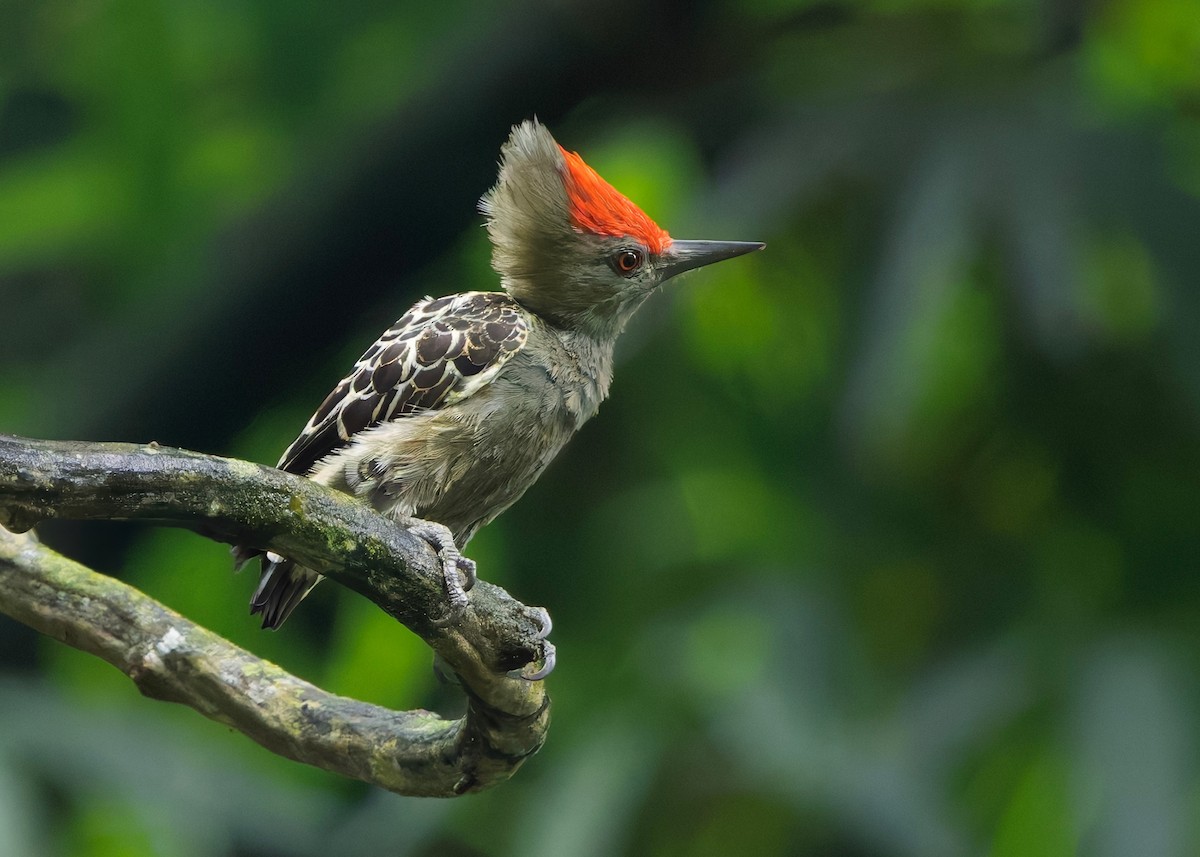 rødtopphjertespett - ML645036354