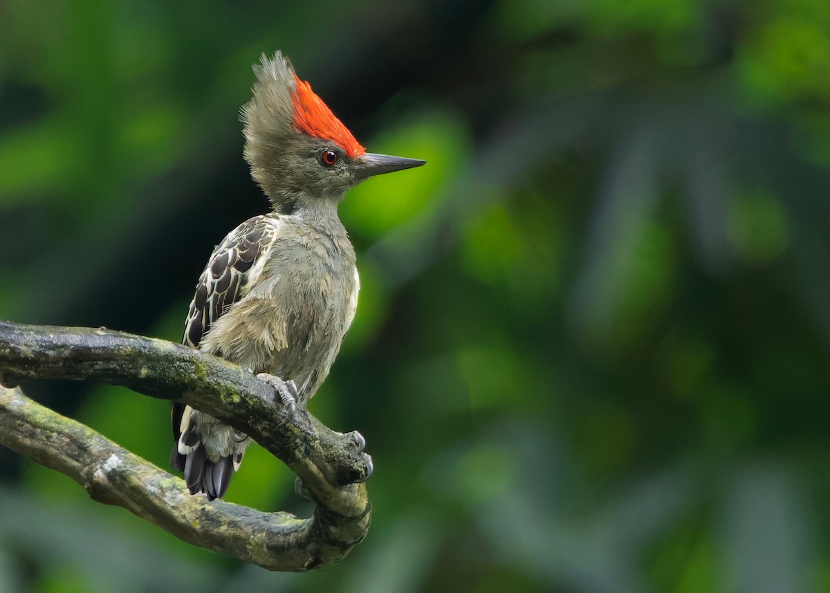 rødtopphjertespett - ML645036355