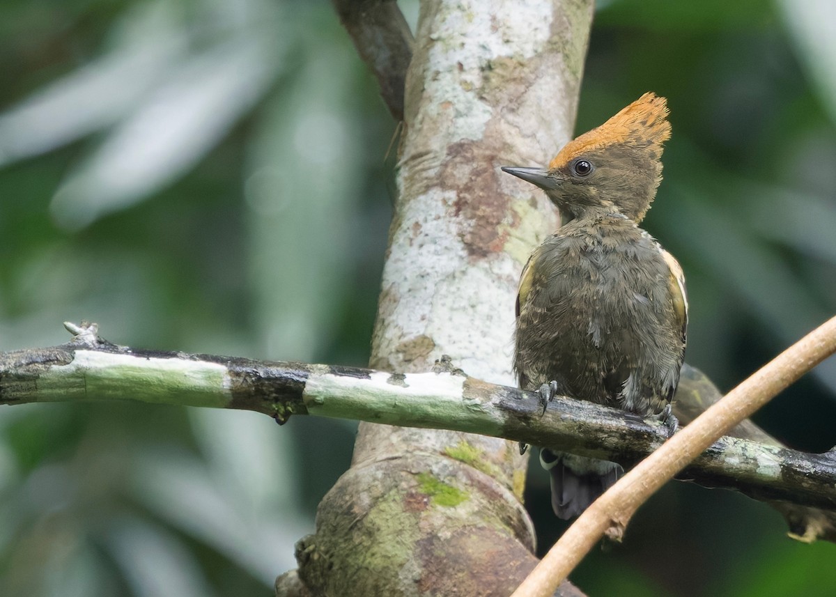 rødtopphjertespett - ML645036356