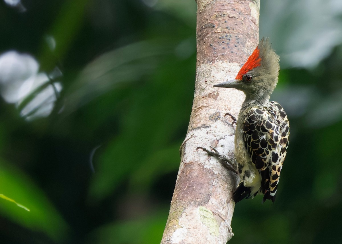 rødtopphjertespett - ML645036357