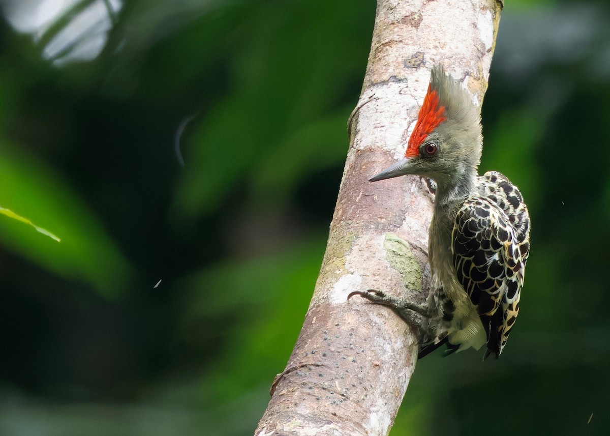 rødtopphjertespett - ML645036358