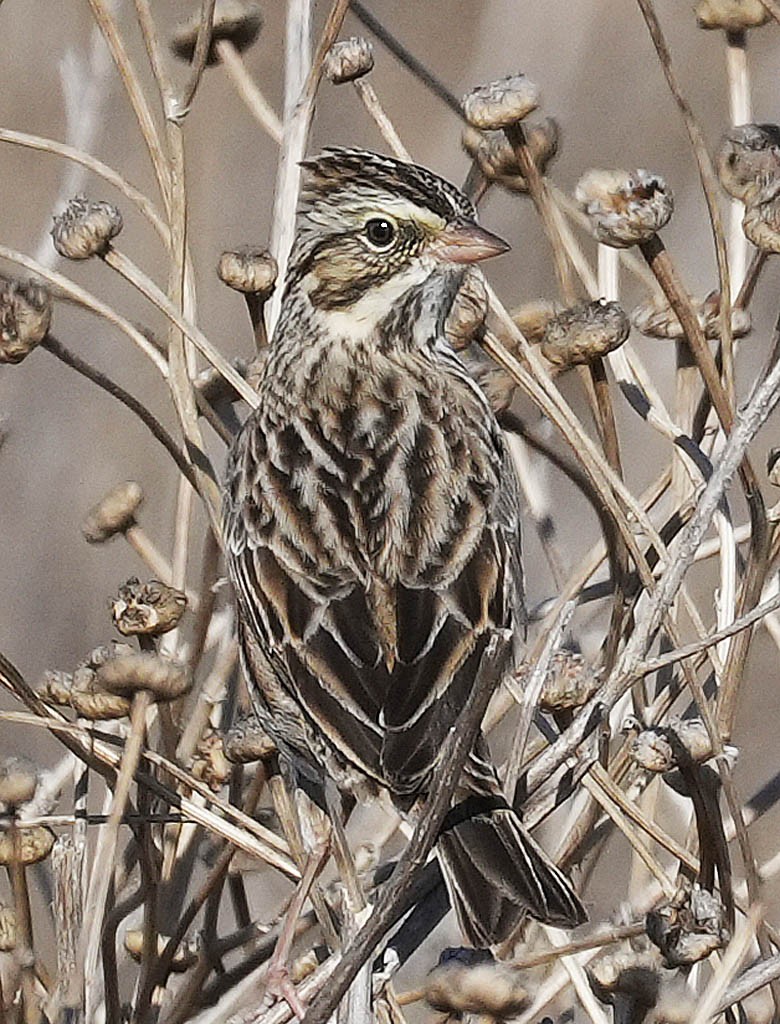 Пасовник савановий - ML645036359