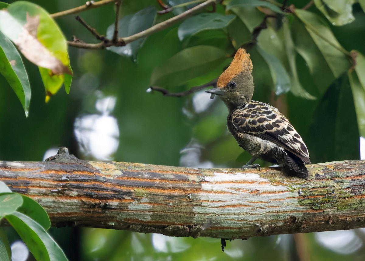 rødtopphjertespett - ML645036360