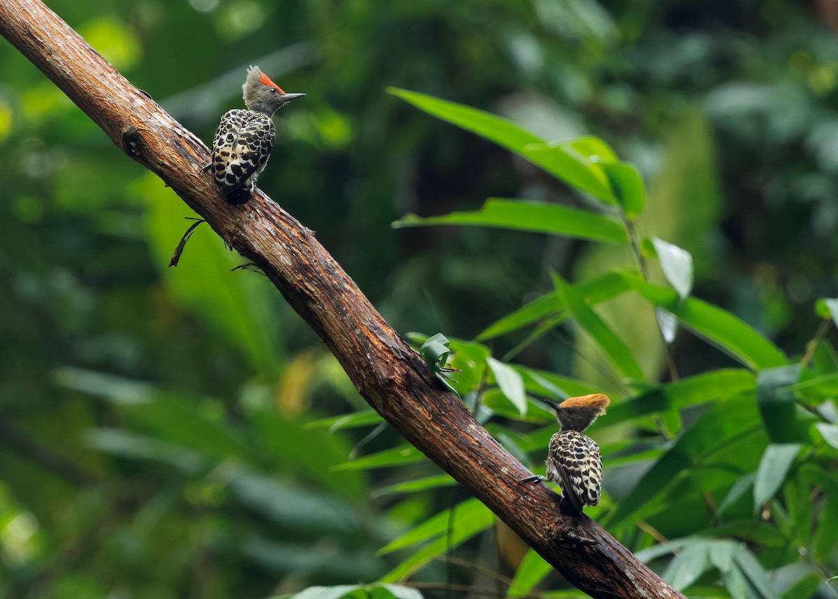 rødtopphjertespett - ML645036361