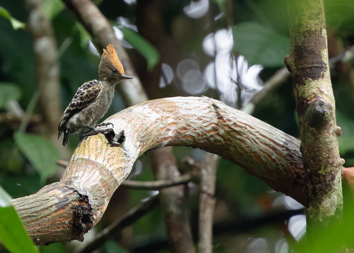 rødtopphjertespett - ML645036362