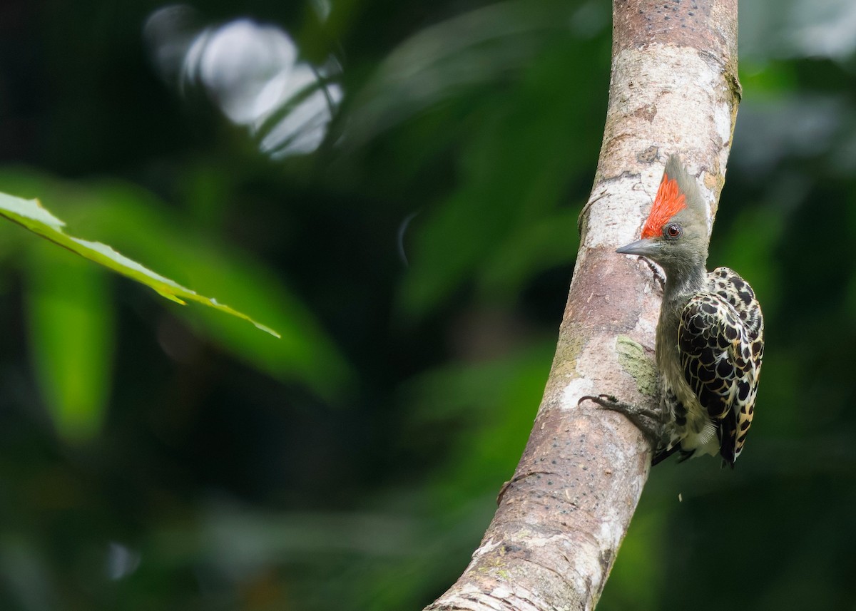 rødtopphjertespett - ML645036363