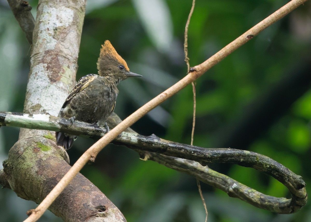 rødtopphjertespett - ML645036364