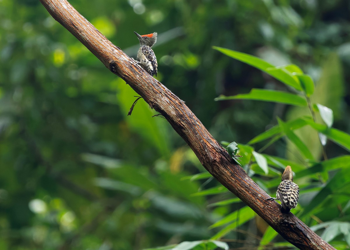 rødtopphjertespett - ML645036365