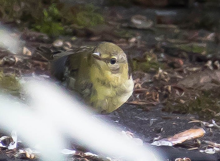 Blackpoll Warbler - ML645036376