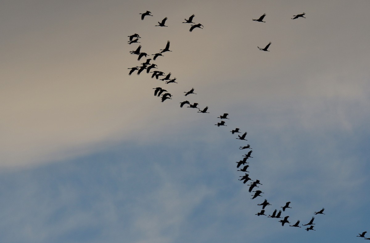 灰鶴 - ML645036378