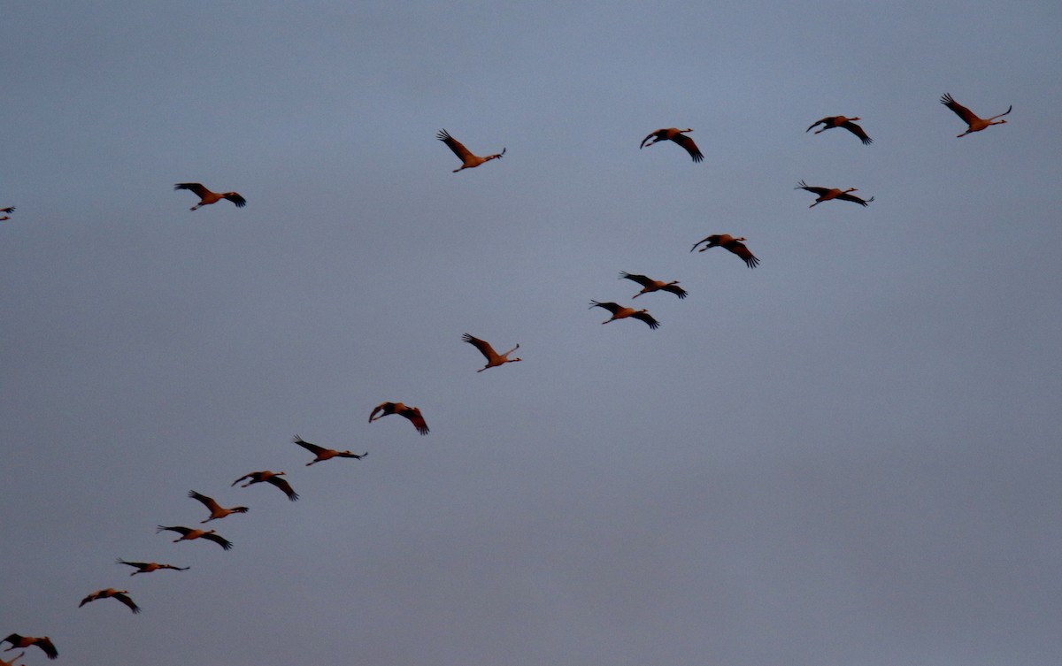 灰鶴 - ML645036379