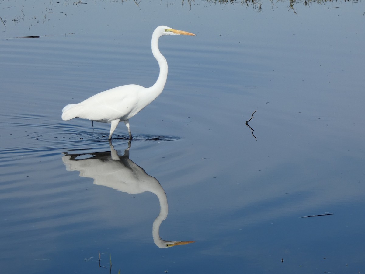 Great Egret - ML645036381