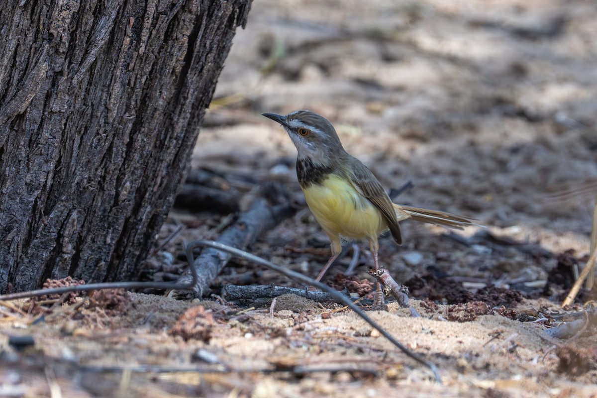 ムナグロハウチワドリ - ML645036388