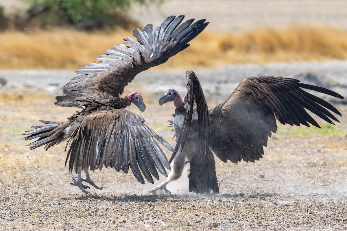 Lappet-faced Vulture - ML645036400