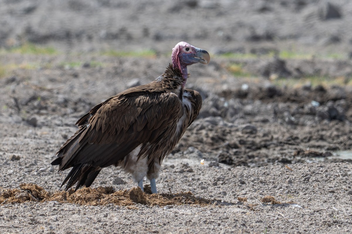 Lappet-faced Vulture - ML645036403