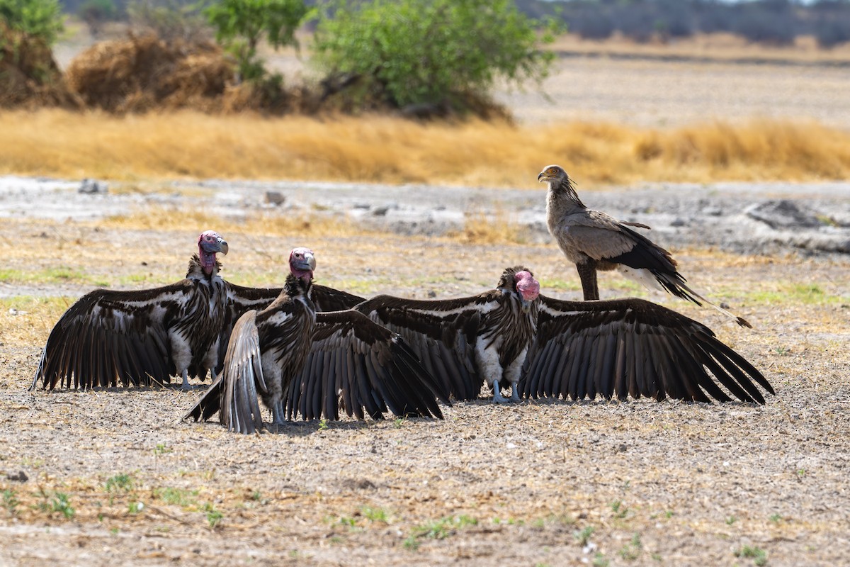 Lappet-faced Vulture - ML645036406