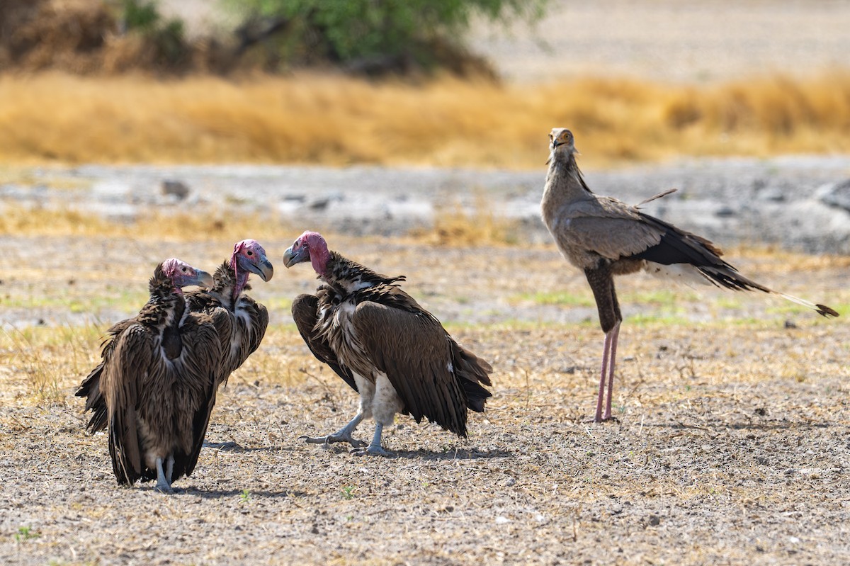 Lappet-faced Vulture - ML645036407