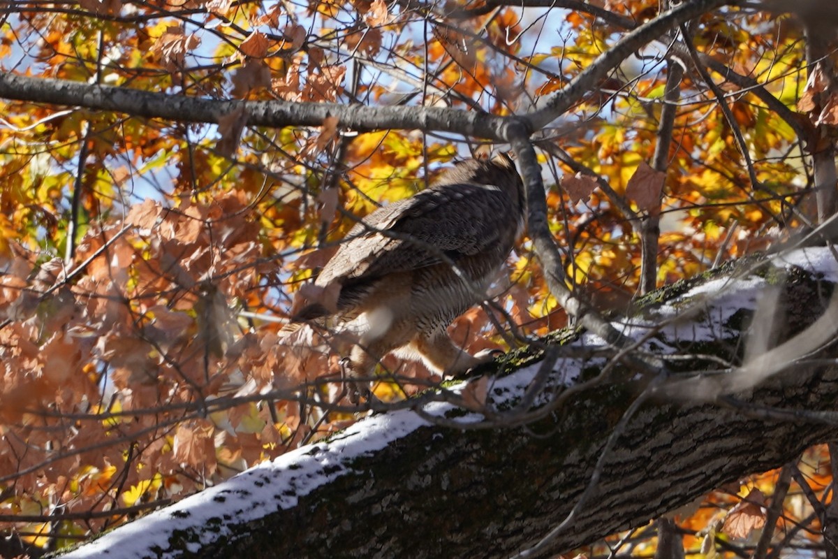 Great Horned Owl - ML645036409