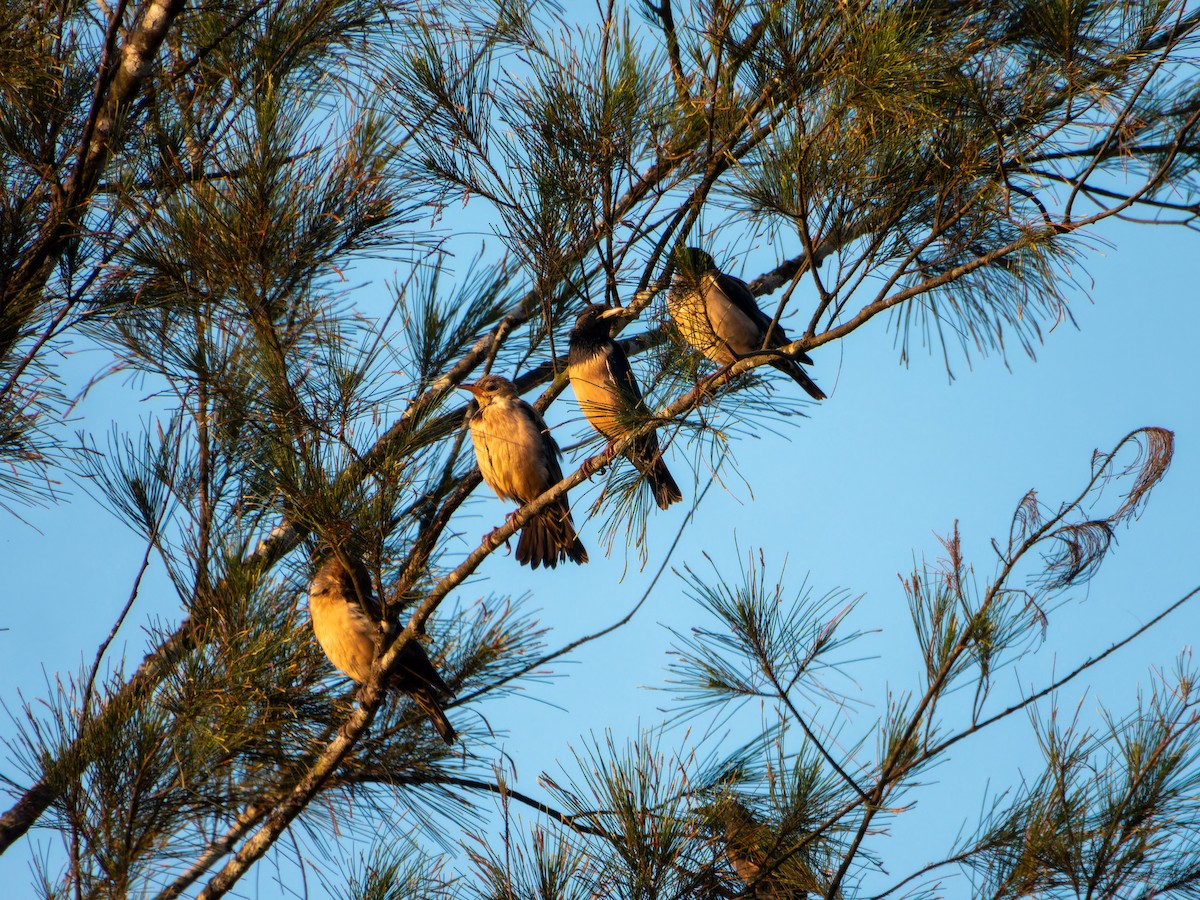 Rosy Starling - ML645036410