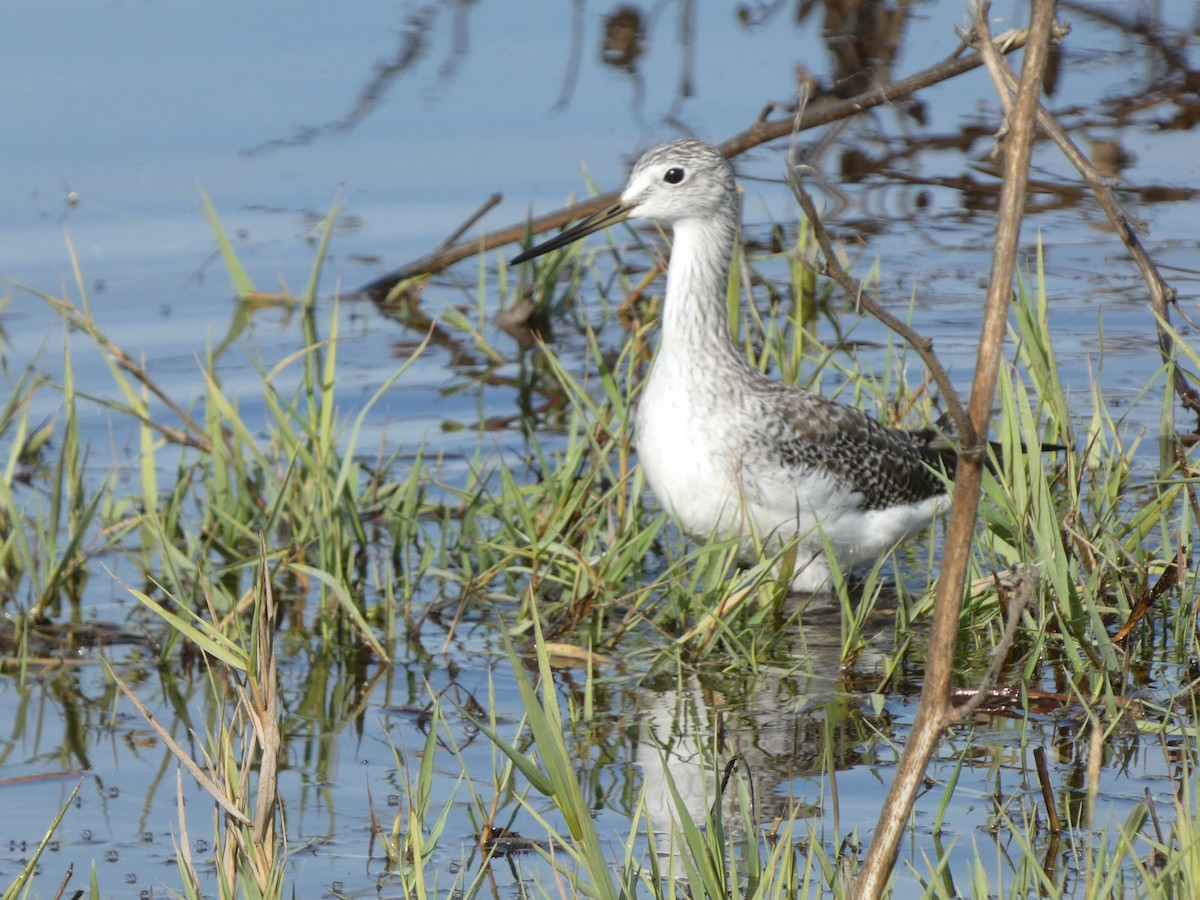 Greater Yellowlegs - ML645036421