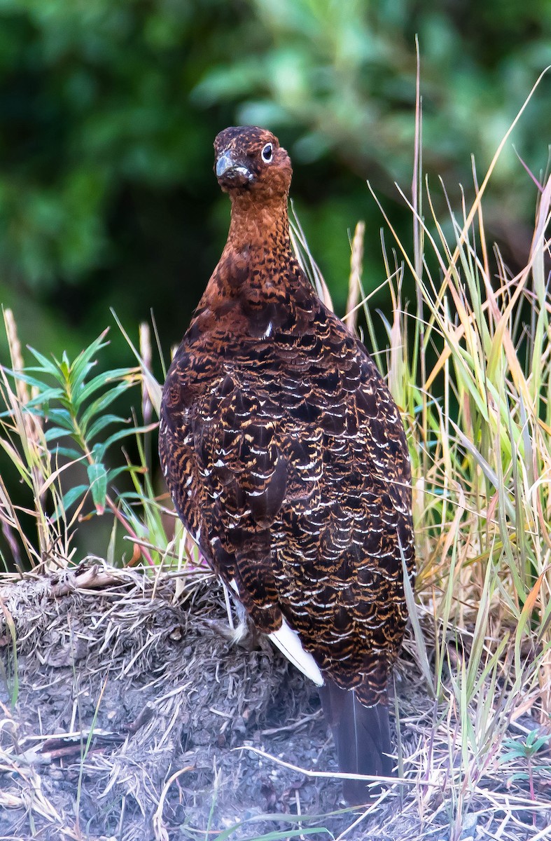 Moorschneehuhn - ML645036437